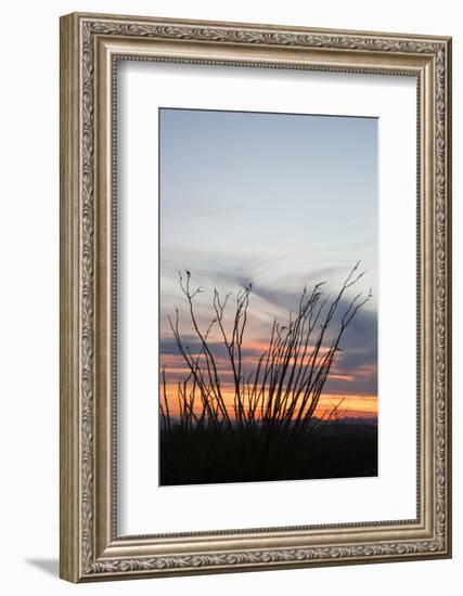 Ocotillo and Mountains at Sunset, Saguaro National Park, Arizona, USA-Jamie & Judy Wild-Framed Photographic Print