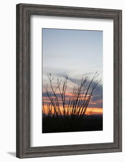 Ocotillo and Mountains at Sunset, Saguaro National Park, Arizona, USA-Jamie & Judy Wild-Framed Photographic Print