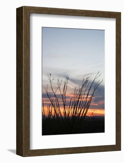 Ocotillo and Mountains at Sunset, Saguaro National Park, Arizona, USA-Jamie & Judy Wild-Framed Photographic Print