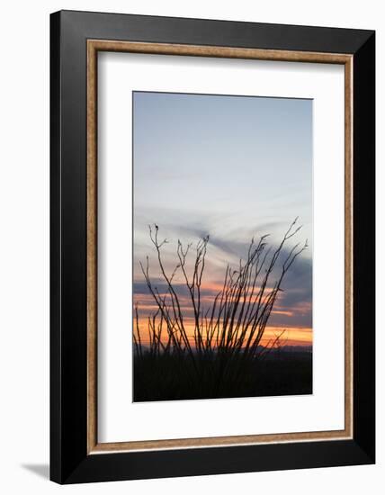 Ocotillo and Mountains at Sunset, Saguaro National Park, Arizona, USA-Jamie & Judy Wild-Framed Photographic Print