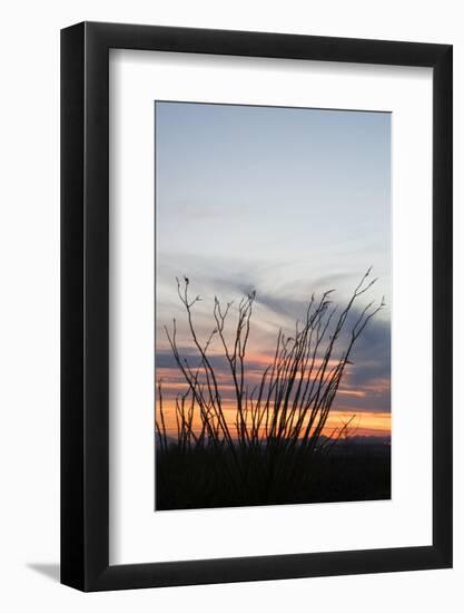 Ocotillo and Mountains at Sunset, Saguaro National Park, Arizona, USA-Jamie & Judy Wild-Framed Photographic Print