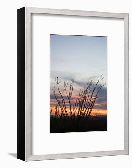 Ocotillo and Mountains at Sunset, Saguaro National Park, Arizona, USA-Jamie & Judy Wild-Framed Photographic Print