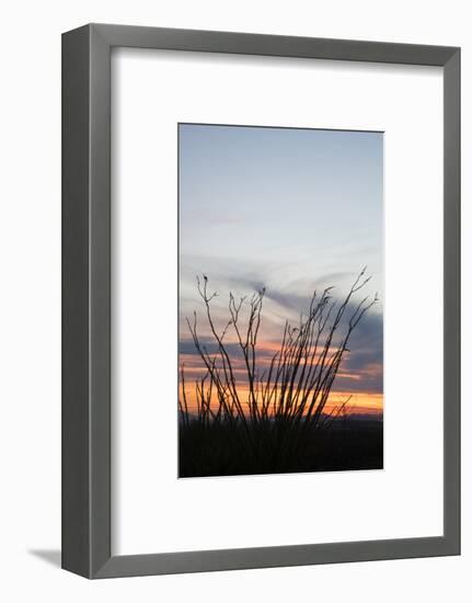 Ocotillo and Mountains at Sunset, Saguaro National Park, Arizona, USA-Jamie & Judy Wild-Framed Photographic Print