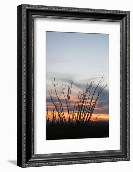 Ocotillo and Mountains at Sunset, Saguaro National Park, Arizona, USA-Jamie & Judy Wild-Framed Photographic Print