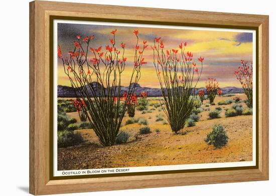 Ocotillo Blooming in Desert-null-Framed Stretched Canvas