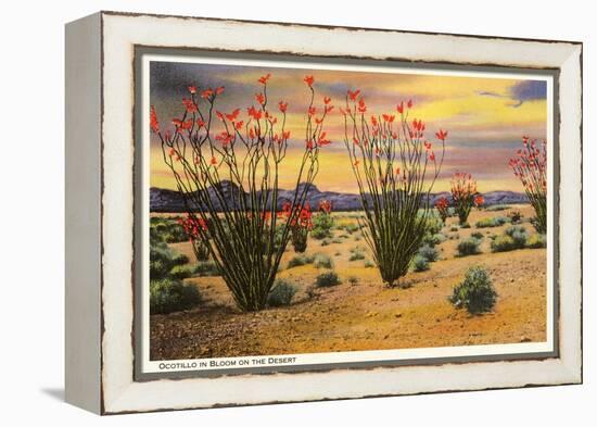 Ocotillo Blooming in Desert-null-Framed Stretched Canvas