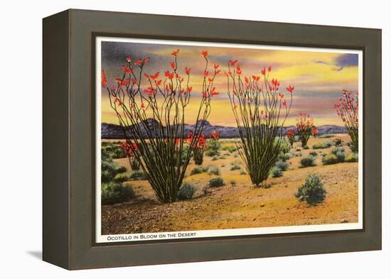 Ocotillo Blooming in Desert-null-Framed Stretched Canvas