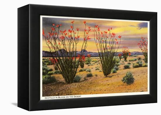 Ocotillo Blooming in Desert-null-Framed Stretched Canvas