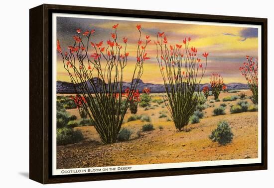 Ocotillo Blooming in Desert-null-Framed Stretched Canvas