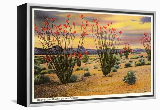 Ocotillo Blooming in Desert-null-Framed Stretched Canvas