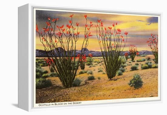 Ocotillo Blooming in Desert-null-Framed Stretched Canvas