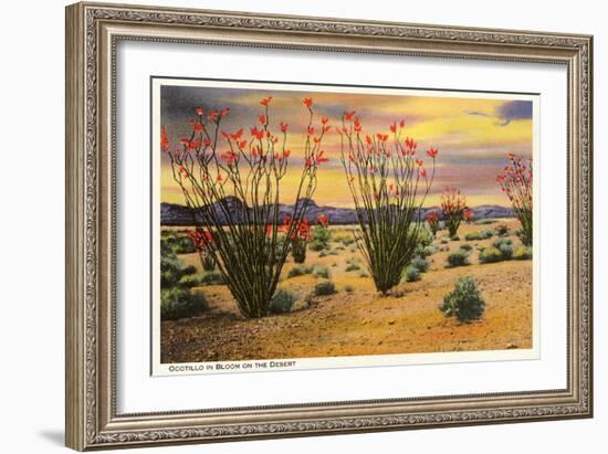 Ocotillo Blooming in Desert-null-Framed Premium Giclee Print