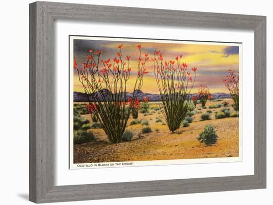 Ocotillo Blooming in Desert-null-Framed Premium Giclee Print