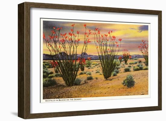 Ocotillo Blooming in Desert-null-Framed Premium Giclee Print