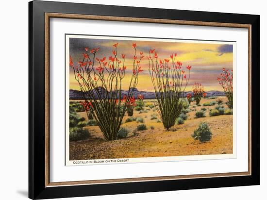 Ocotillo Blooming in Desert-null-Framed Premium Giclee Print