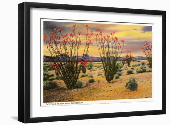 Ocotillo Blooming in Desert-null-Framed Premium Giclee Print