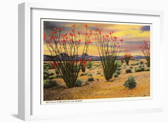 Ocotillo Blooming in Desert-null-Framed Premium Giclee Print