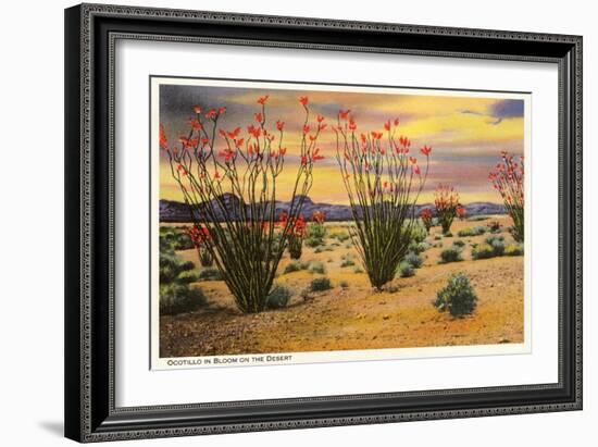 Ocotillo Blooming in Desert-null-Framed Premium Giclee Print