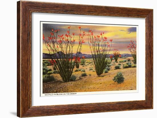 Ocotillo Blooming in Desert-null-Framed Art Print