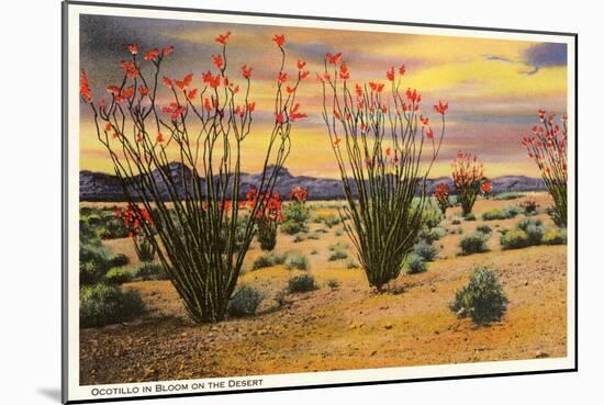 Ocotillo Blooming in Desert-null-Mounted Art Print