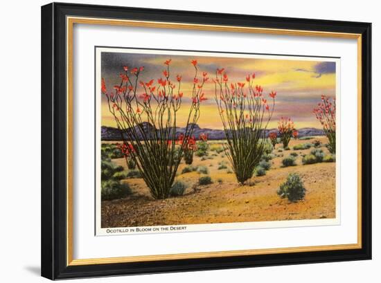 Ocotillo Blooming in Desert-null-Framed Art Print