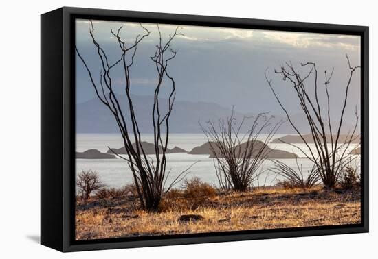 Ocotillo bush with islands beyond, Mexico-Claudio Contreras-Framed Premier Image Canvas