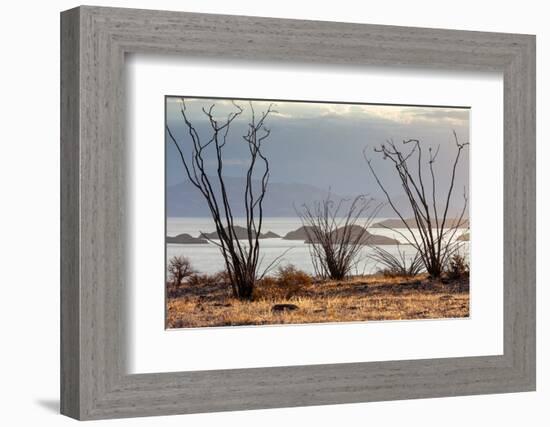 Ocotillo bush with islands beyond, Mexico-Claudio Contreras-Framed Photographic Print