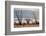 Ocotillo bush with islands beyond, Mexico-Claudio Contreras-Framed Photographic Print