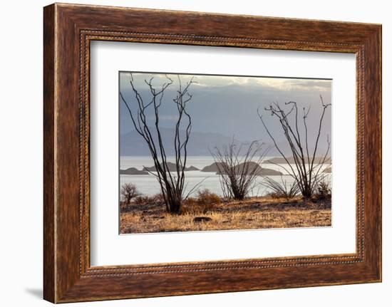 Ocotillo bush with islands beyond, Mexico-Claudio Contreras-Framed Photographic Print