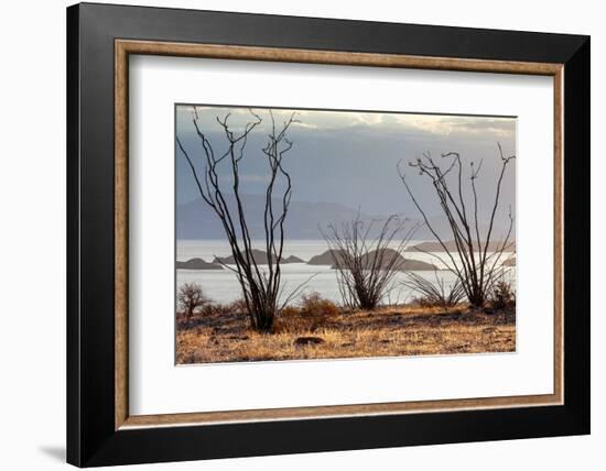 Ocotillo bush with islands beyond, Mexico-Claudio Contreras-Framed Photographic Print