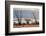 Ocotillo bush with islands beyond, Mexico-Claudio Contreras-Framed Photographic Print