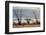 Ocotillo bush with islands beyond, Mexico-Claudio Contreras-Framed Photographic Print