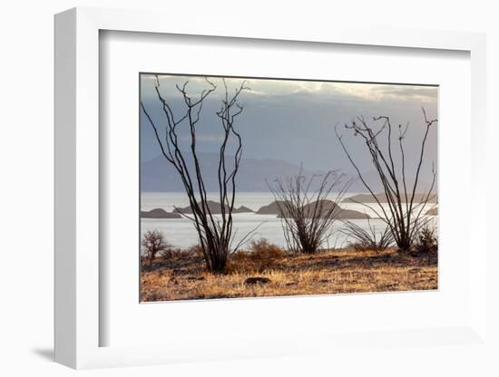 Ocotillo bush with islands beyond, Mexico-Claudio Contreras-Framed Photographic Print