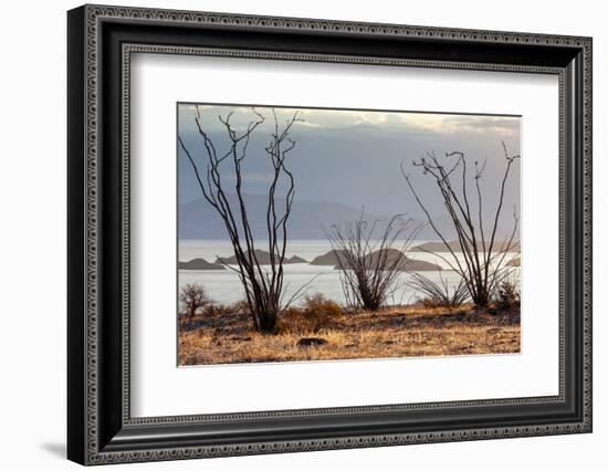 Ocotillo bush with islands beyond, Mexico-Claudio Contreras-Framed Photographic Print