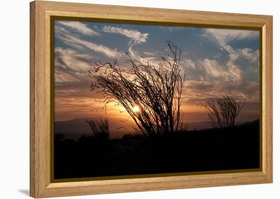 Ocotillo Cactus I-Erin Berzel-Framed Premier Image Canvas