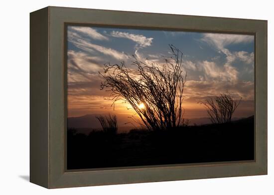 Ocotillo Cactus I-Erin Berzel-Framed Premier Image Canvas