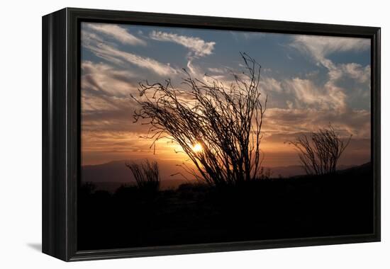 Ocotillo Cactus I-Erin Berzel-Framed Premier Image Canvas