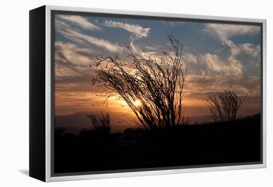 Ocotillo Cactus I-Erin Berzel-Framed Premier Image Canvas