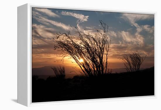 Ocotillo Cactus I-Erin Berzel-Framed Premier Image Canvas