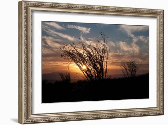 Ocotillo Cactus I-Erin Berzel-Framed Photographic Print