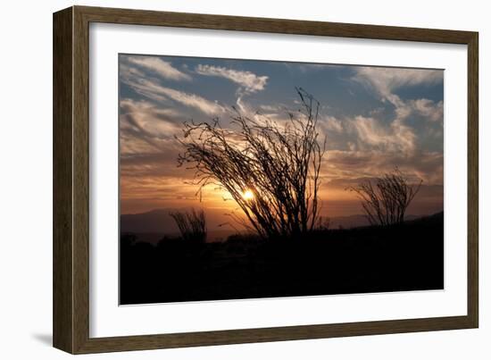 Ocotillo Cactus I-Erin Berzel-Framed Photographic Print