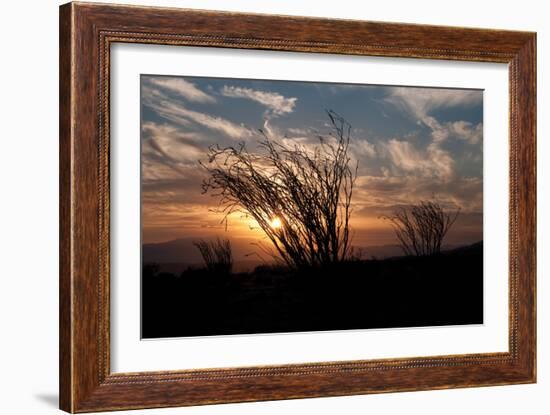 Ocotillo Cactus I-Erin Berzel-Framed Photographic Print