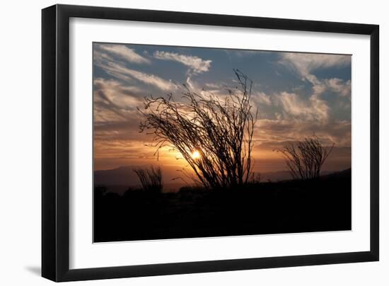 Ocotillo Cactus I-Erin Berzel-Framed Photographic Print