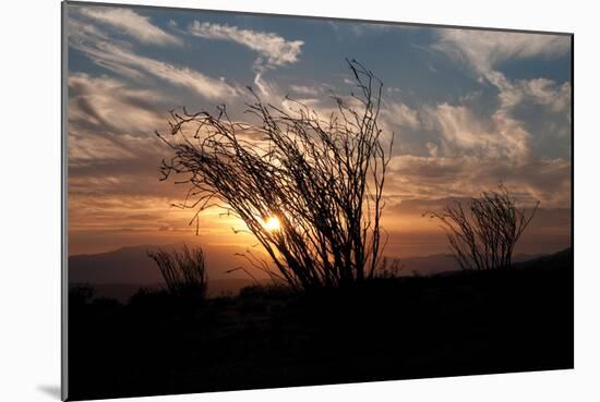 Ocotillo Cactus I-Erin Berzel-Mounted Photographic Print