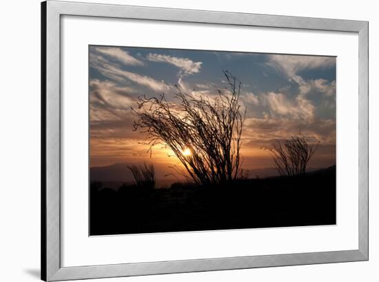 Ocotillo Cactus I-Erin Berzel-Framed Photographic Print