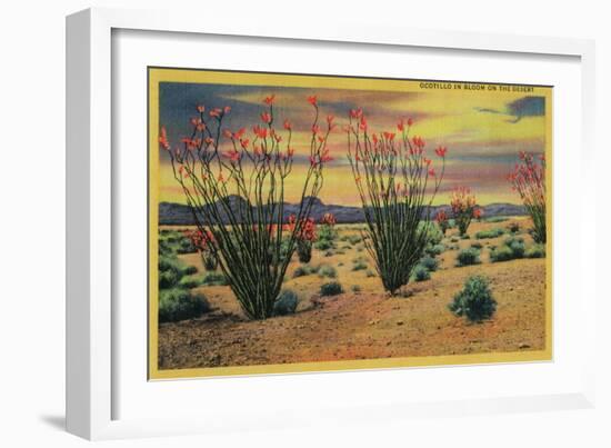 Ocotillo Flowers in Bloom, California Desert - California State-Lantern Press-Framed Art Print