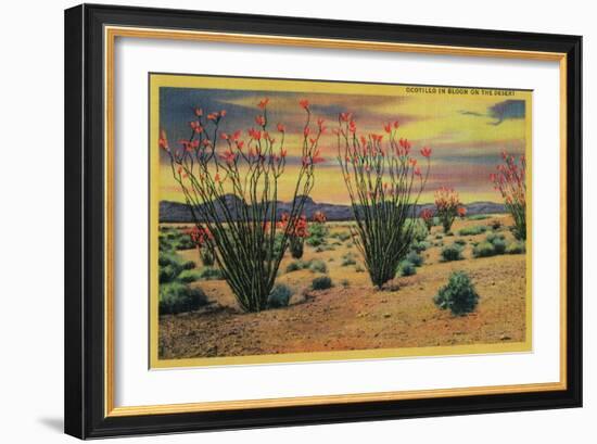 Ocotillo Flowers in Bloom, California Desert - California State-Lantern Press-Framed Art Print