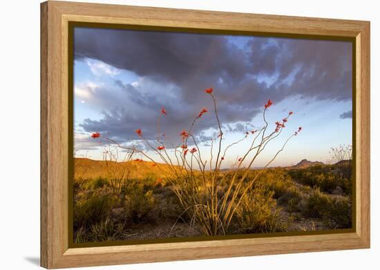 Ocotillo in Bloom at Sunrise in Big Bend National Park, Texas, Usa-Chuck Haney-Framed Premier Image Canvas