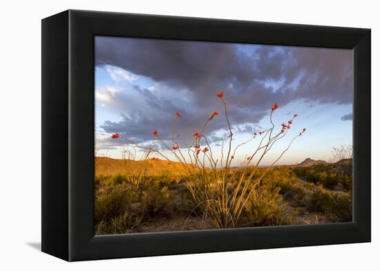 Ocotillo in Bloom at Sunrise in Big Bend National Park, Texas, Usa-Chuck Haney-Framed Premier Image Canvas