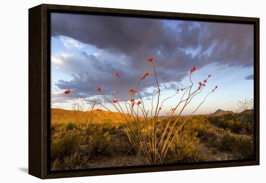 Ocotillo in Bloom at Sunrise in Big Bend National Park, Texas, Usa-Chuck Haney-Framed Premier Image Canvas